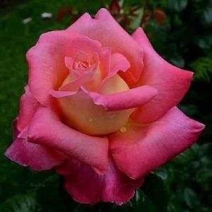 Meet your Posher, Viannie